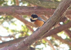 Varied Tit Varied Tit